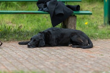 Bild 66 - RL/NL Suchsdorfer SV - SV Blankenese / Hamburger Polo Club